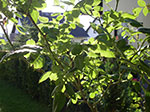 IMGP5291.jpg