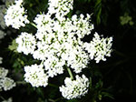 IMGP5334.jpg