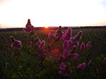 IMGP5421.jpg
