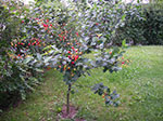 IMGP5434.jpg