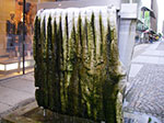 IMGP5457.jpg