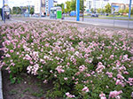 IMGP5463.jpg