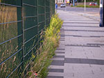 IMGP5471.jpg