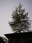 IMGP5493.jpg