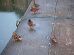 IMGP5562.jpg