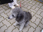 IMGP5690.jpg