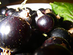 IMGP5724.jpg