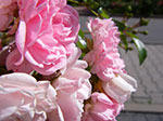 IMGP5766.jpg