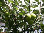 IMGP5786.jpg