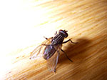 IMGP5904.jpg