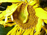 IMGP6354.jpg