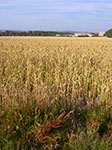 IMGP6434.jpg