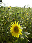 IMGP6451.jpg