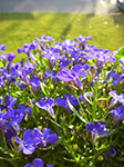 IMGP6549.jpg