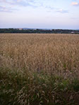 IMGP6606.jpg