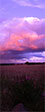 IMGP6727-pan.jpg