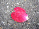 IMGP6911.jpg