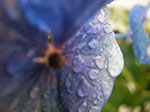 IMGP0050.jpg