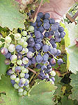 IMGP0145.jpg