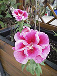 IMGP0146.jpg