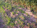 IMGP0341.jpg