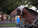 IMGP0506.jpg