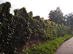 IMGP0720.jpg