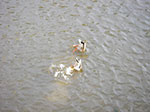 IMGP0748.jpg