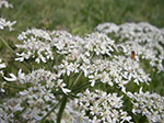 IMGP0801.jpg