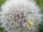 IMGP0802.jpg