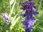 IMGP0806.jpg