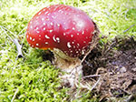 IMGP0807.jpg