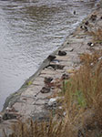 IMGP0937.jpg