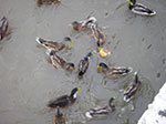 IMGP0968.jpg