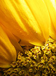 IMGP1144.jpg