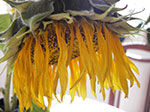 IMGP1182.jpg