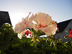 IMGP1224.jpg