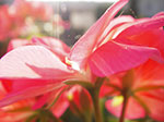 IMGP1229.jpg
