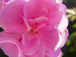 IMGP1232.jpg