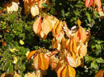 IMGP1235.jpg