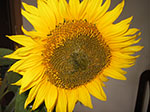 IMGP1241.jpg