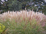 IMGP1342.jpg