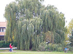 IMGP1664.jpg