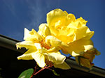 2007-10-14-16-53-50.jpg