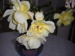 2007-10-25-14-51-12.jpg