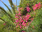 2007-11-08_14-16-26-CIMG2771.jpg