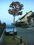CIMG5310.jpg