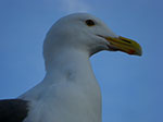CIMG6452.jpg
