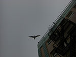 CIMG6780.jpg
