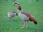 CIMG9275.jpg